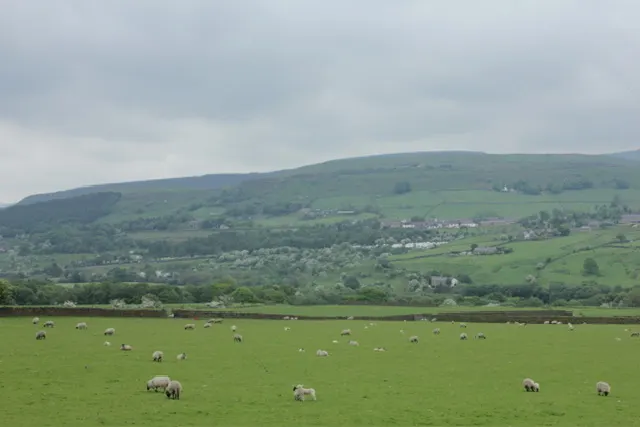英國蘭開夏郡 Lancashire 的田野。(照片來源:作者)