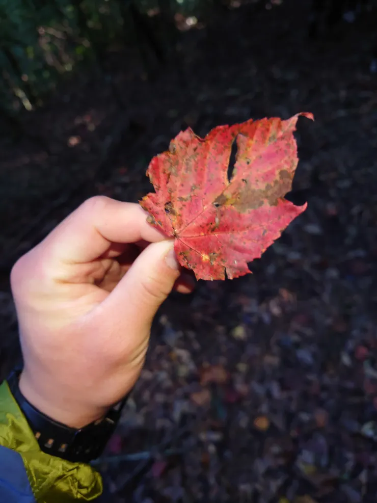 今年冬天來的晚，沿途普遍沒啥楓紅，我很努力找到這片