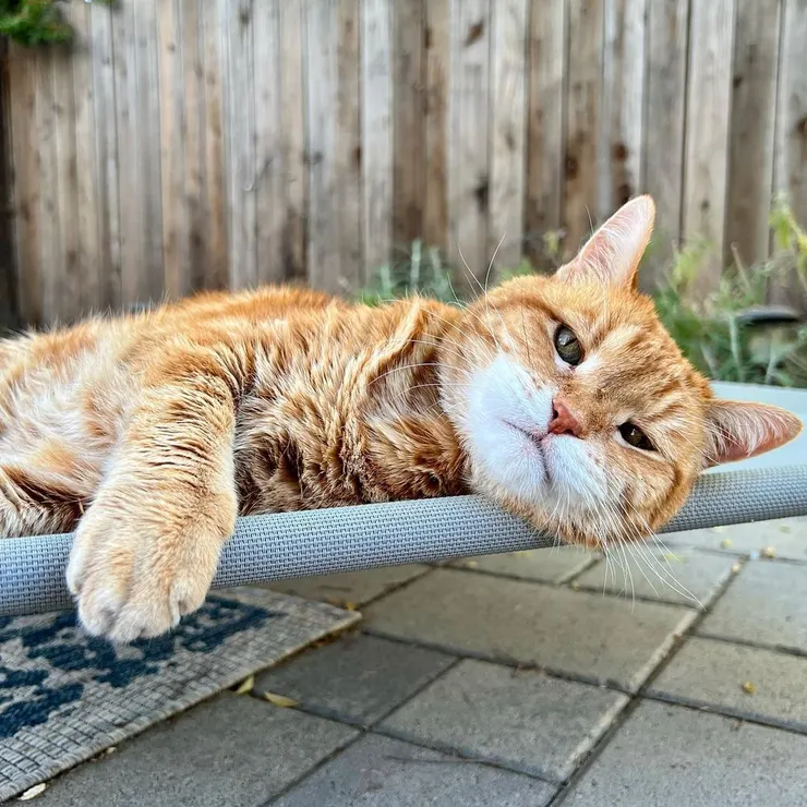 不做人還不行了嗎？