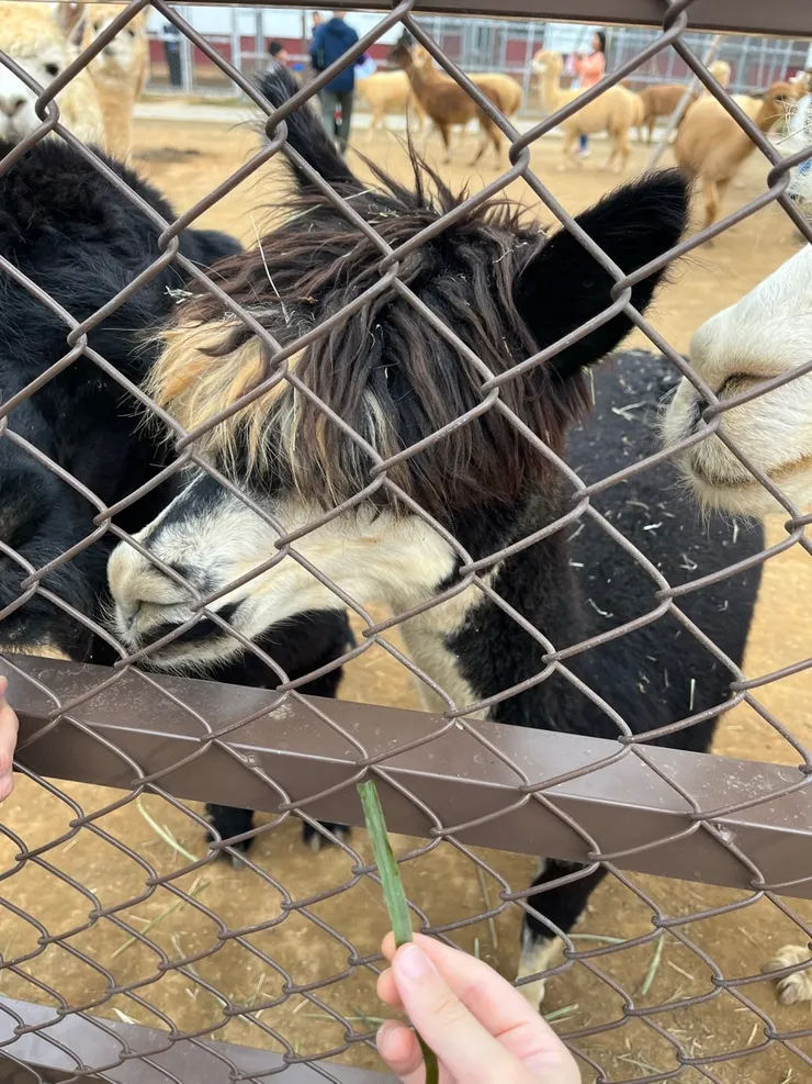 髮型超狂放的羊駝。