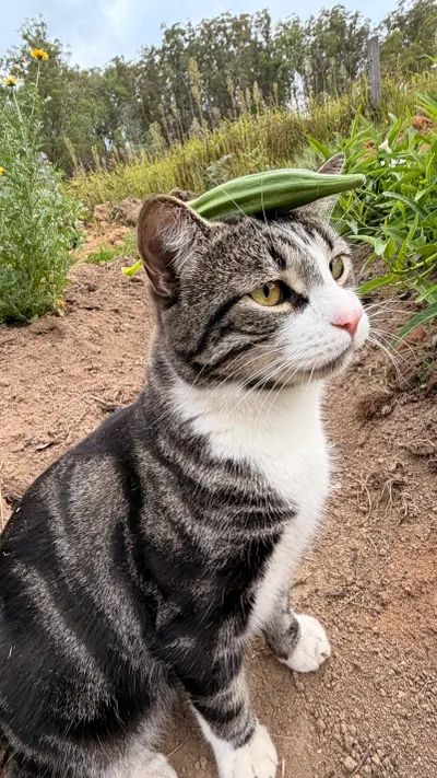 飲食習慣大不同