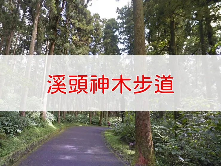 【南投】溪頭神木步道 | 全長里程：5.5公里 | 難易度：低