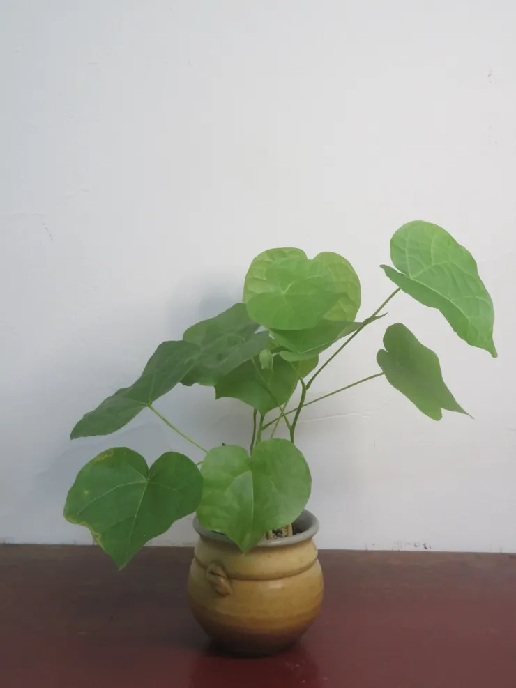 大安社大113.05.24