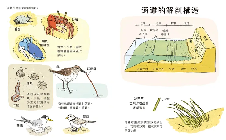 海灘生態系，介紹生態時，不光只介紹其中的動植物，亦詳盡地繪出地理結構。