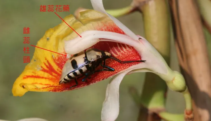 顏色鮮豔又十分寬大的唇瓣，彷彿是停機坪上的鮮明記號，引領著蟲子穩穩地降落、再順著唇瓣鑽入花中找到花蜜，一邊巧妙碰觸到上端的雌雄蕊，順利協助了月桃的授粉，達到互惠共好的目的。