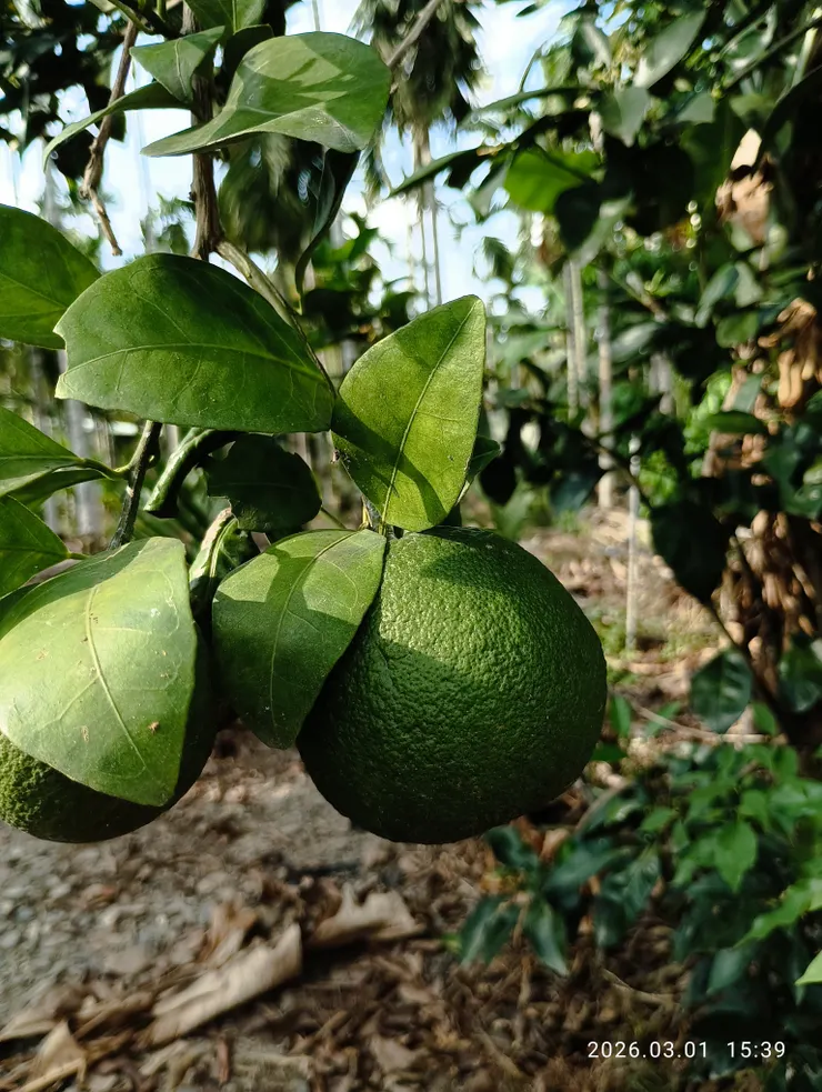 果實大如“東勢橘”