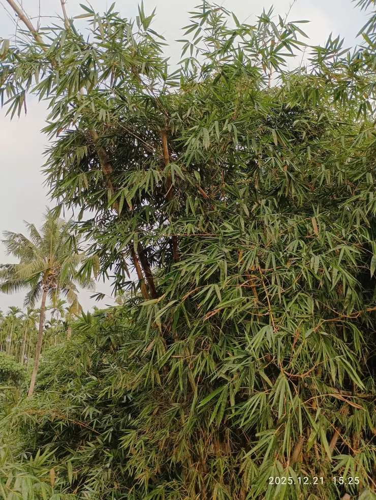 黃昏無言倚修竹，皆自拍攝