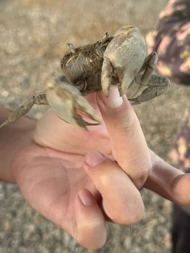 2026/01/04 濕地的螃蟹