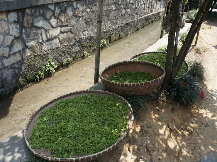 龍井村明前茶進行戶外萎凋