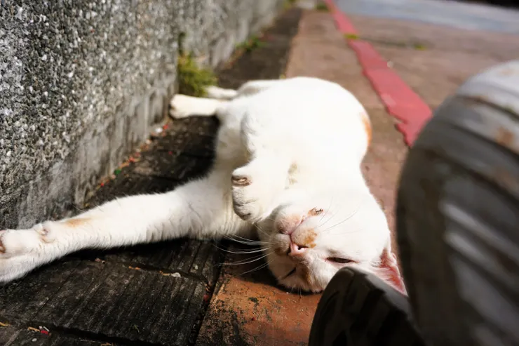 曬太陽的愜意貓咪