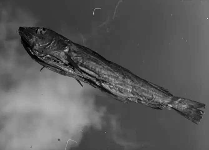 Two Men and a Wardrobe (1958)