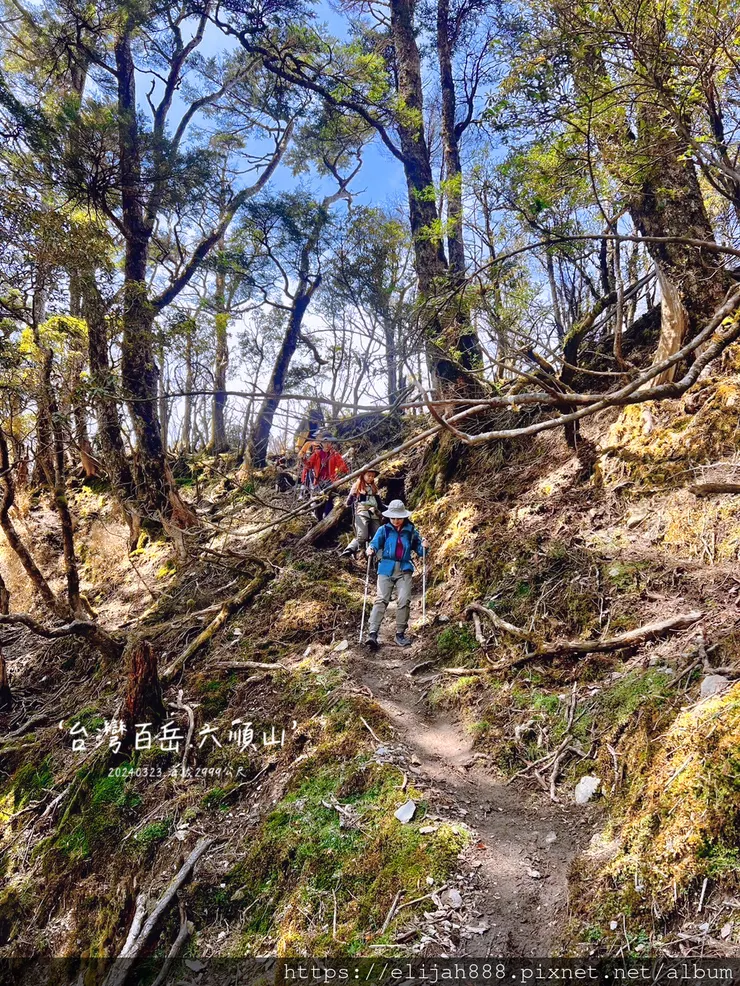 【丹大林道.六順山.七彩湖】六順山.海拔3009公尺/波波草