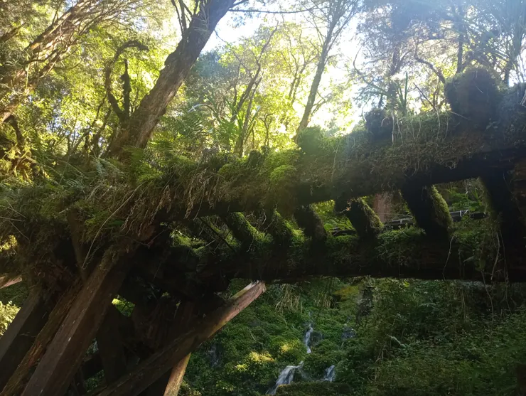 附著蕨類與苔蘚環繞之林木，帶來涼爽潮濕的步道環境。