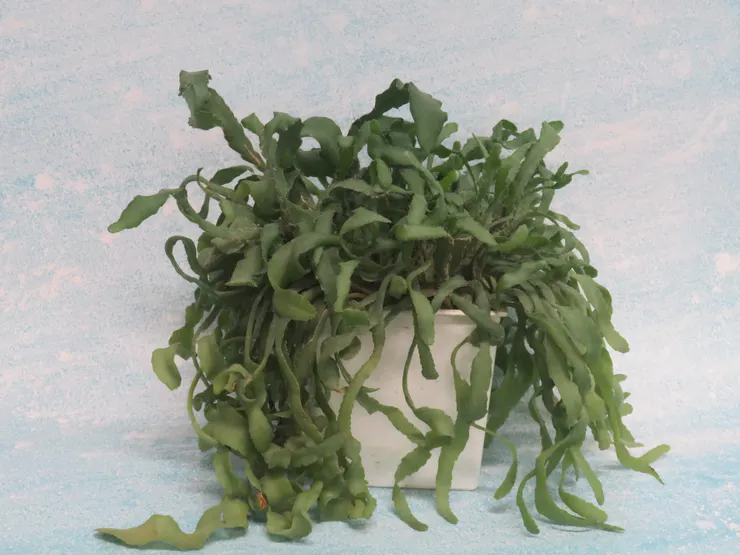 大安社大112.09.08