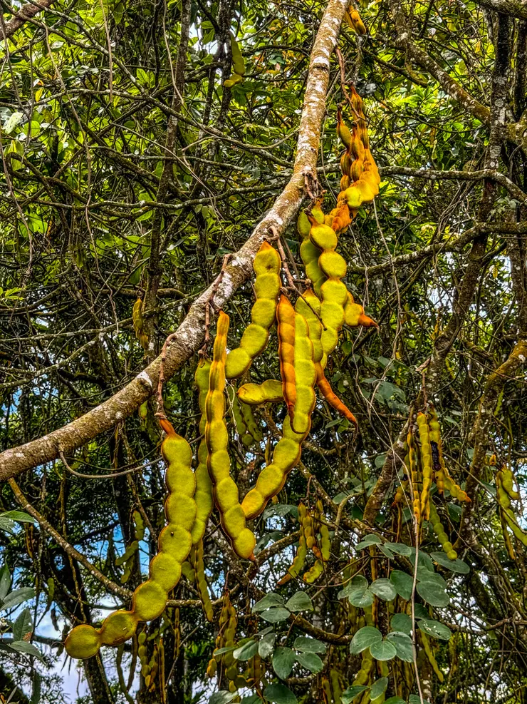 在萬山岩雕看過血藤開花,這次是血藤莢果