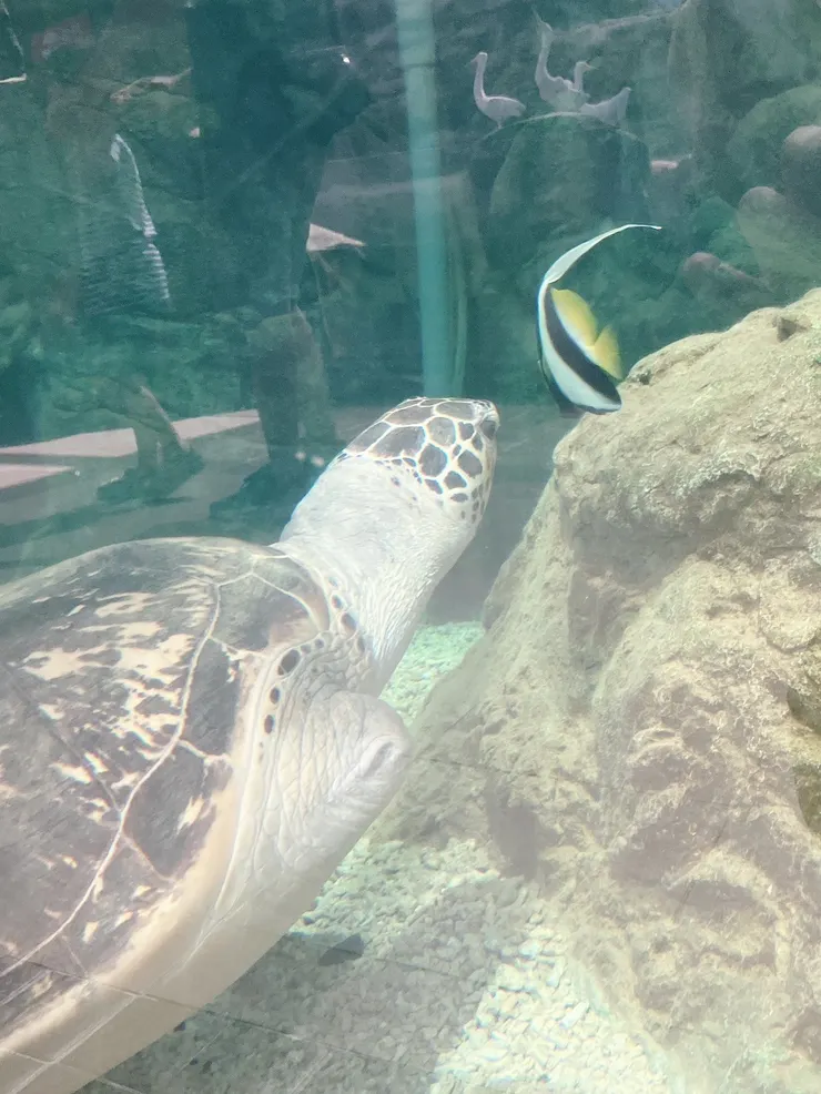 牠和牠的小室友,覺得這個畫面非常可愛~