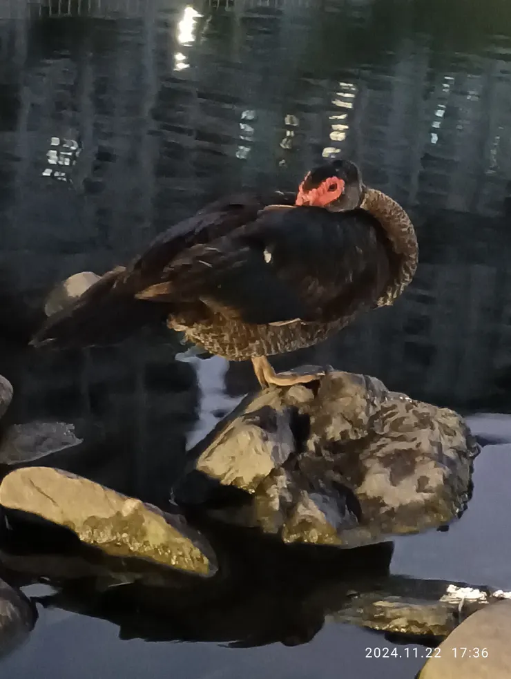 紅面番鴨睡相，埋首單足立