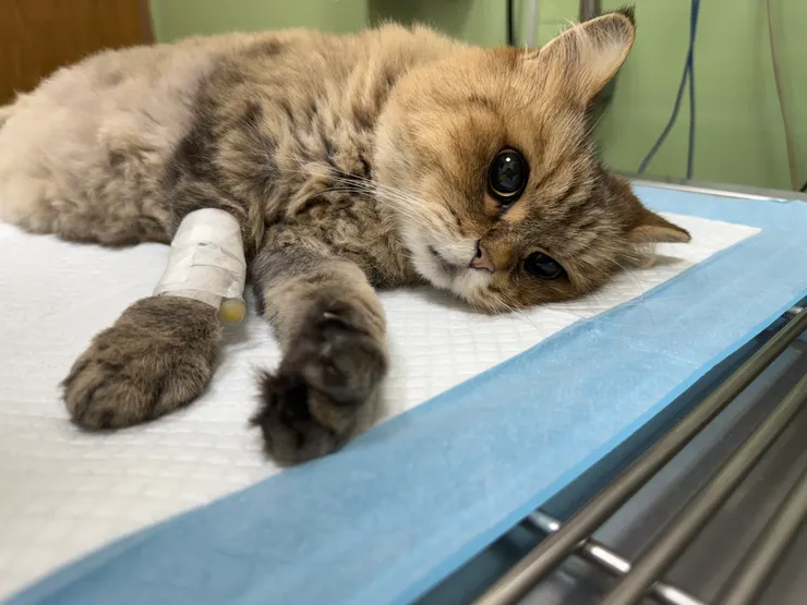 拍攝於 2025/6/8 的早上 10:50