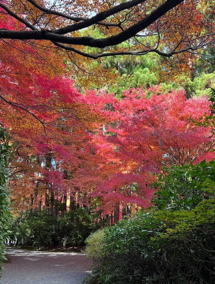 太過絢爛奪目的色彩在眼前炸開