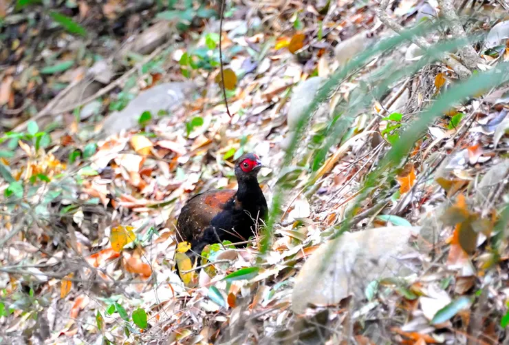 【共享每一個白天黑夜與這片山林 ，途中交會但覺人與物相親無猜嫌！藍腹鷴】
