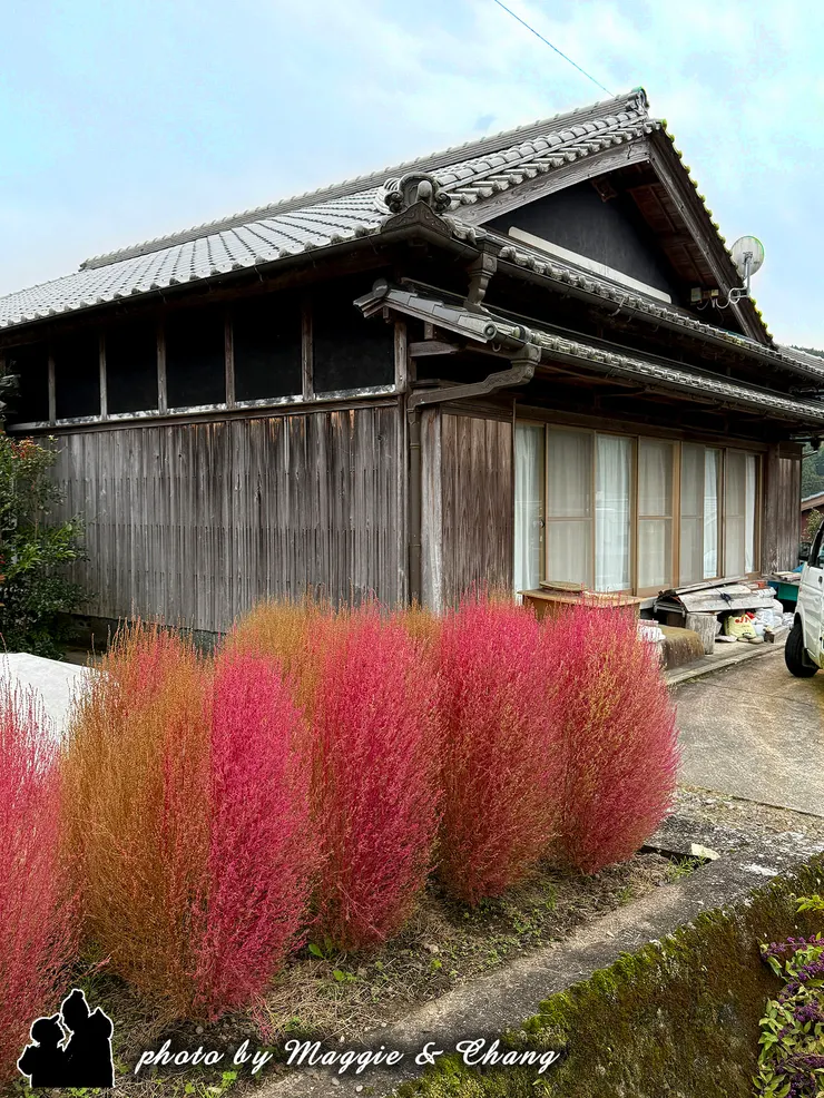 屋前那一整排蓬鬆的紅色掃帚草（Kochia）。秋季正值它們最美的時候，從褐色漸層到飽滿的粉紅與深紅，彷彿在老屋前鋪上一道天然的秋色地毯。鮮豔的顏色在質樸木屋的襯托下格外亮眼，也讓這片原本平凡的小角落，變成旅途中最舒服的驚喜風景。