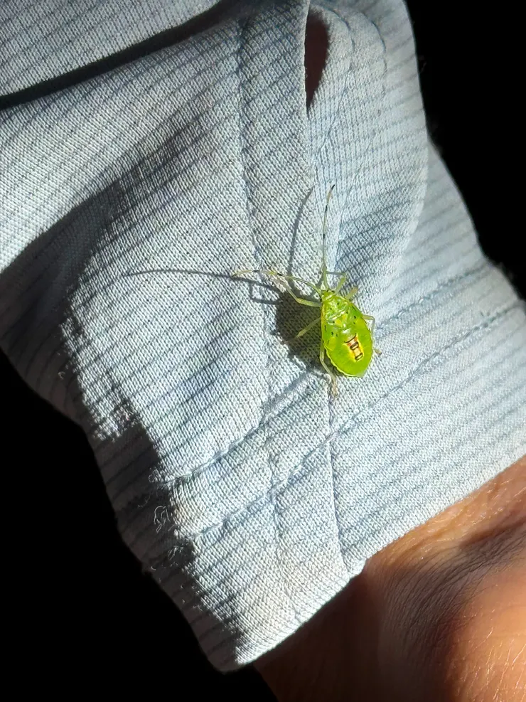 發現身上有QR code的小蟲子🤪