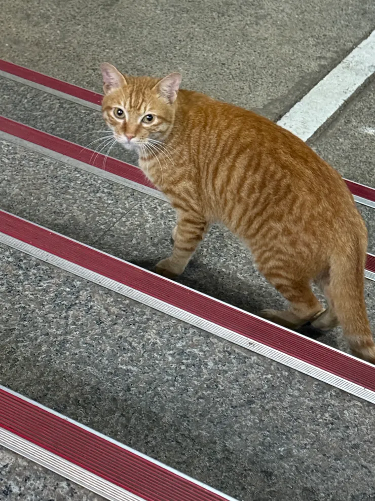 2025/12/12 漂亮的橘貓