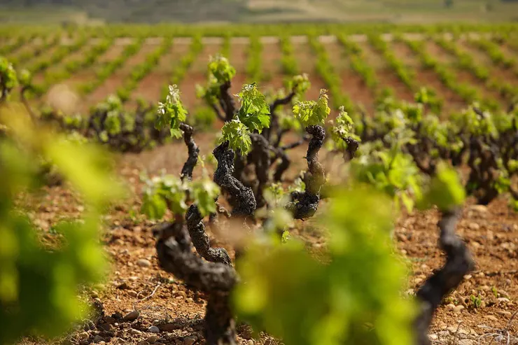 Vineyard in Haro