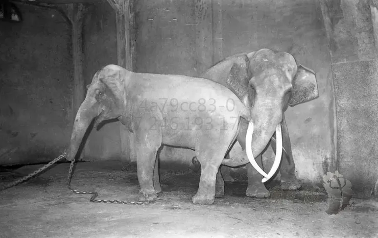 1967年11月12日，林王與馬蘭