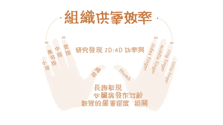 健不健康? 看手指長度比例，也行 !?