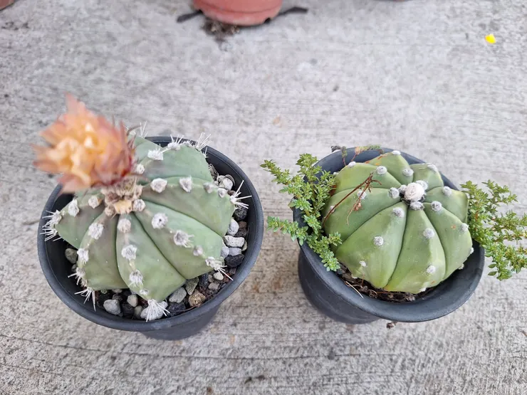 同一個交種，但有不同的形態。