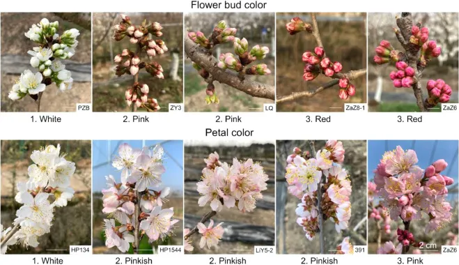 中國櫻桃的花朵多樣性