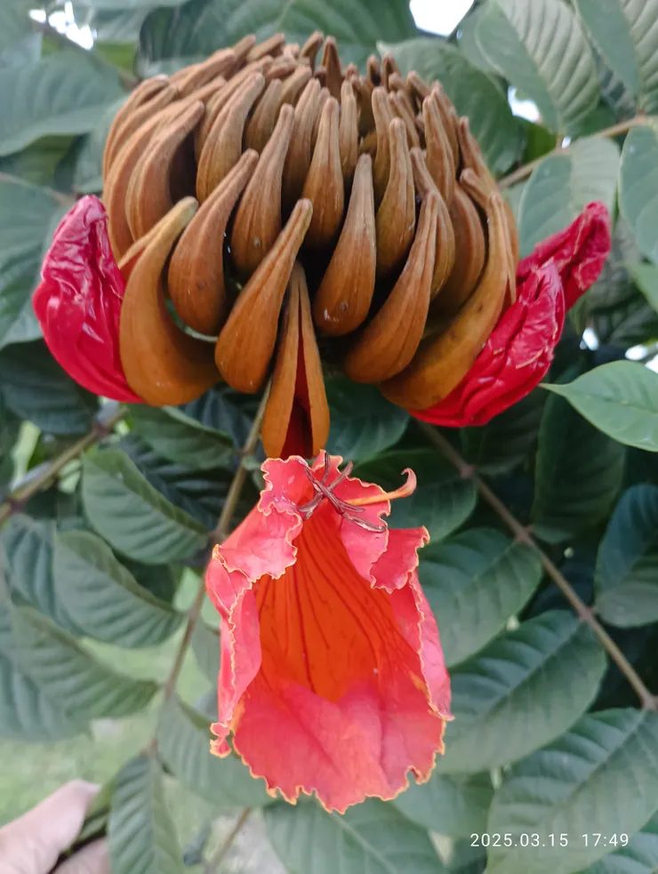 尋紅，火焰木，花苞開遍春過