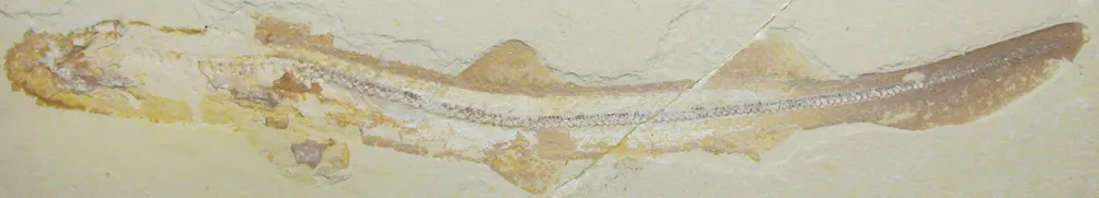 小毛的化石收藏分類