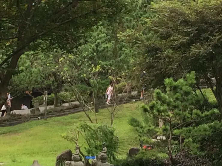 消失在樹林裡的天使