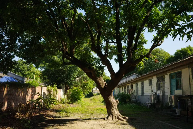 百年樹人見證歷史變遷的軌跡。
