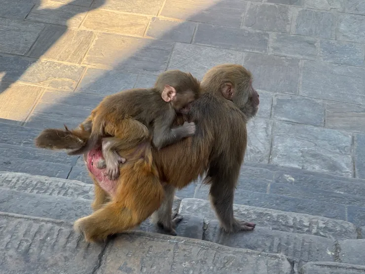 幼猴數量之多顯示猴口完全沒有控管。