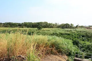 已經完全看不到橋了(往新港方向拍)