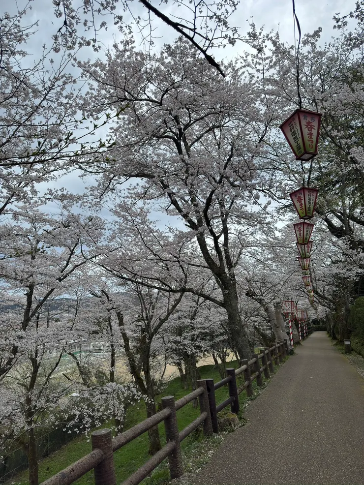 櫻花小徑