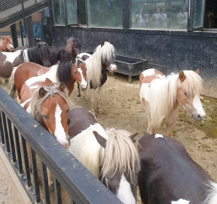 這裡除了有中亞純種的汗血馬,還有身形嬌小的英國迷你馬