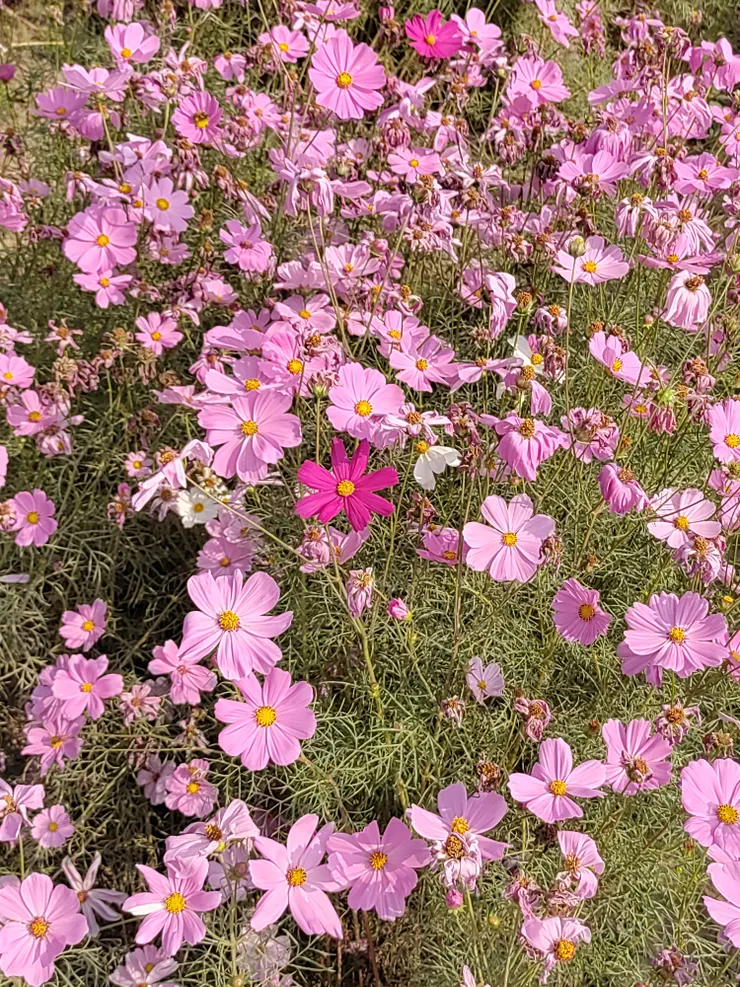 萬粉叢中一點紅~^^