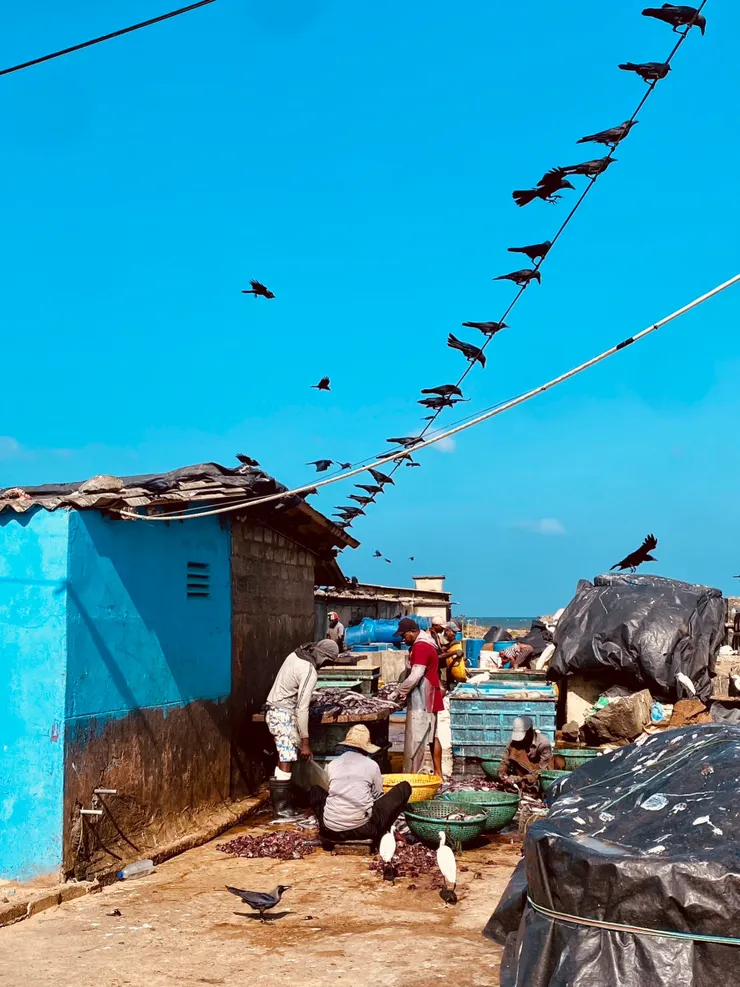 處理魚貨的人們，以及一排的伺機而動的烏鴉