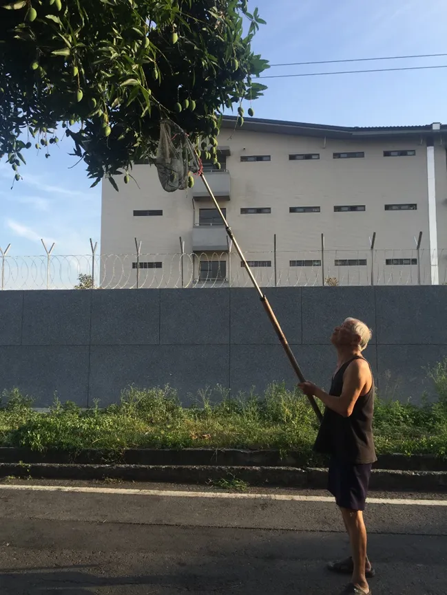 近90歲的爸爸還能拿竹竿摃檨仔