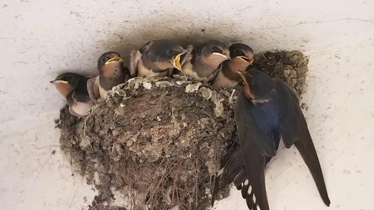 家燕寶寶的上半身都是外露