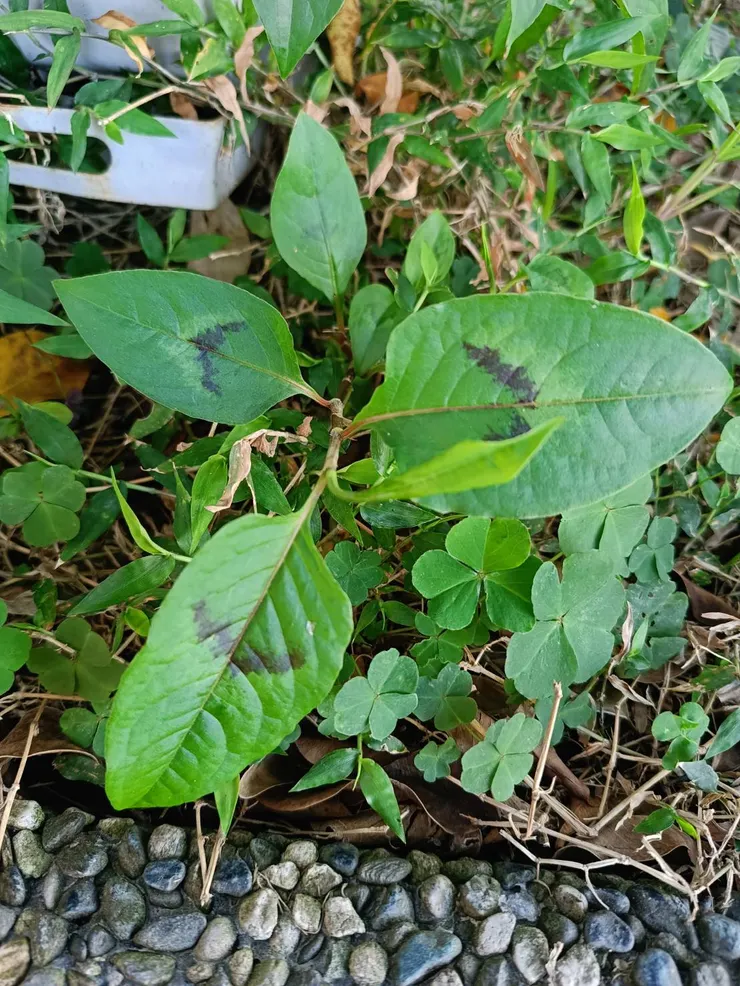 偏黑的V字痕，告訴我們它生長在鹼性的土地上