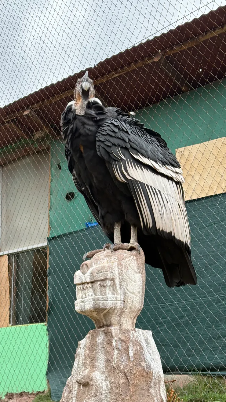 長相很威風的安地斯神鷹