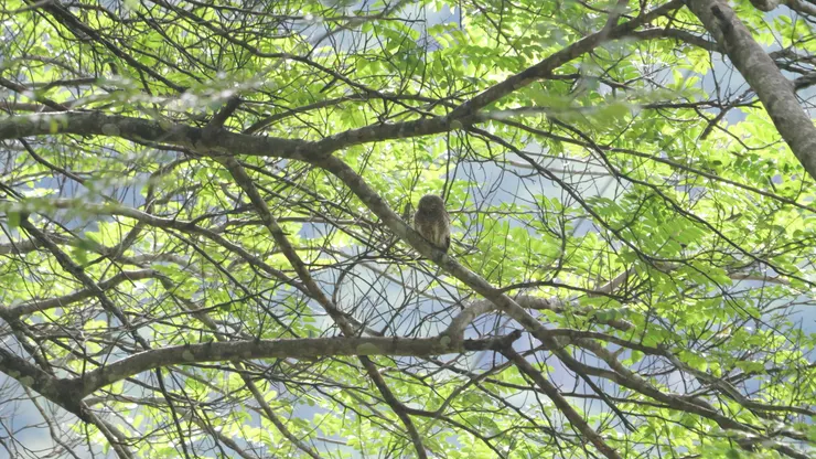 起初是遠遠望到