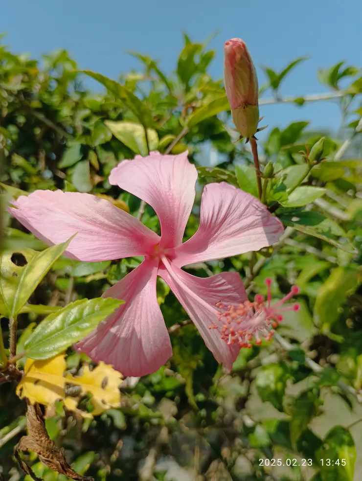扶桑已是花錦簇，自拍攝