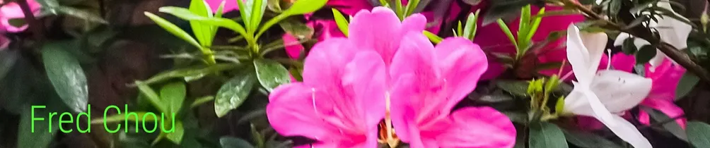 “如詩如畫” 是人生