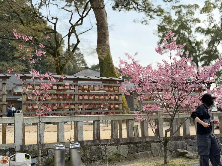 竈門神社 繪馬架